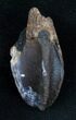 Large Triceratops Tooth Crown - #11378-3